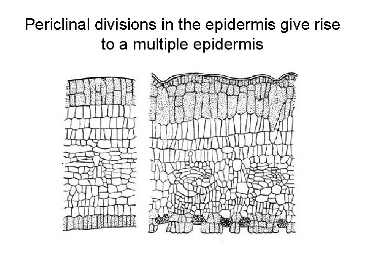 Periclinal divisions in the epidermis give rise to a multiple epidermis 