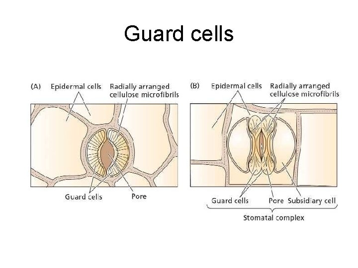 Guard cells 