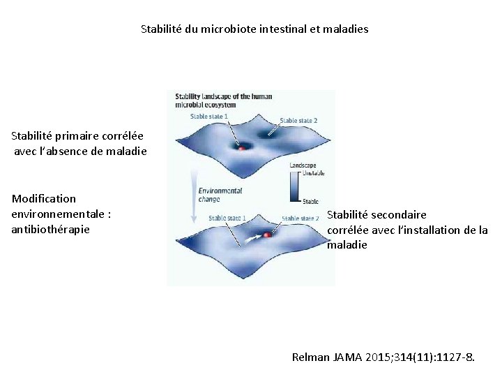 Stabilité du microbiote intestinal et maladies Stabilité primaire corrélée avec l’absence de maladie Modification