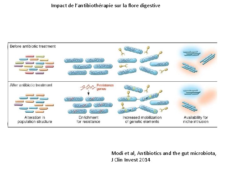 Impact de l’antibiothérapie sur la flore digestive Modi et al, Antibiotics and the gut