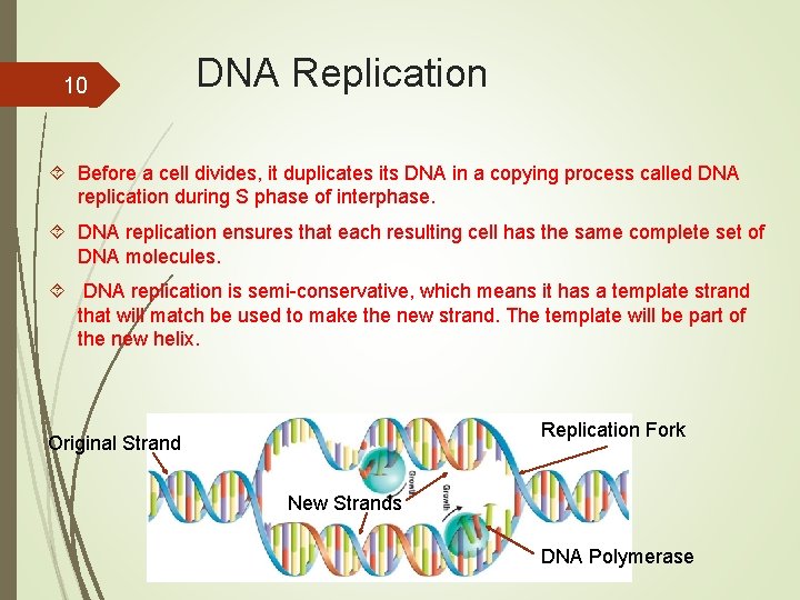  DNA Replication 10 Before a cell divides, it duplicates its DNA in a