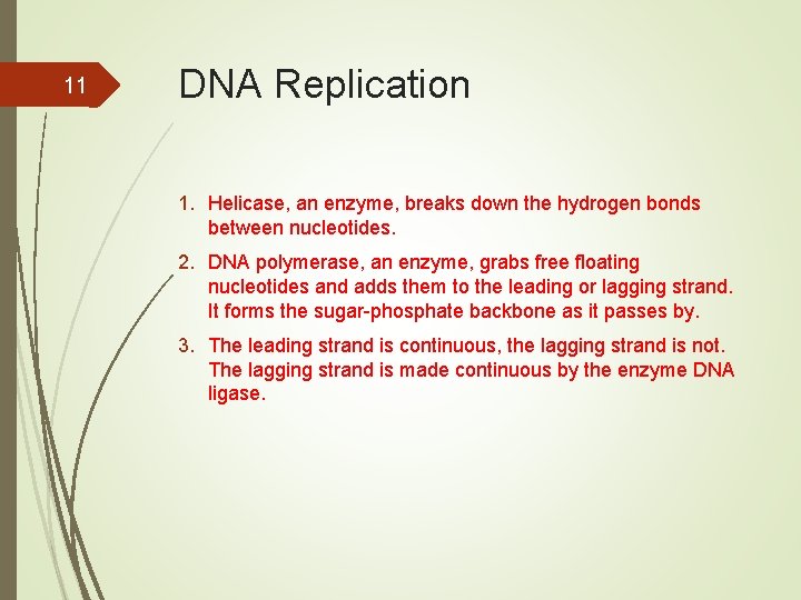 11 DNA Replication 1. Helicase, an enzyme, breaks down the hydrogen bonds between nucleotides.