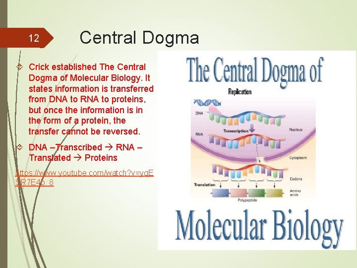 12 Central Dogma Crick established The Central Dogma of Molecular Biology. It states information