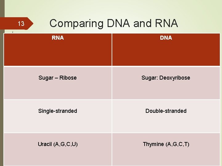 13 Comparing DNA and RNA DNA Sugar – Ribose Sugar: Deoxyribose Single-stranded Double-stranded Uracil