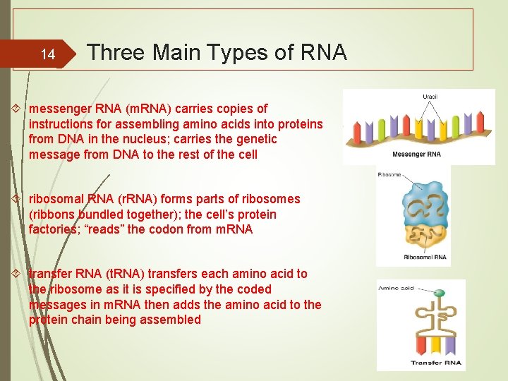  14 Three Main Types of RNA messenger RNA (m. RNA) carries copies of