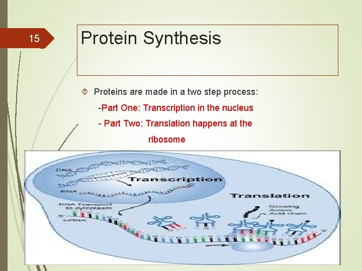 15 Protein Synthesis Proteins are made in a two step process: -Part One: Transcription