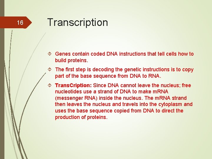16 Transcription Genes contain coded DNA instructions that tell cells how to build proteins.