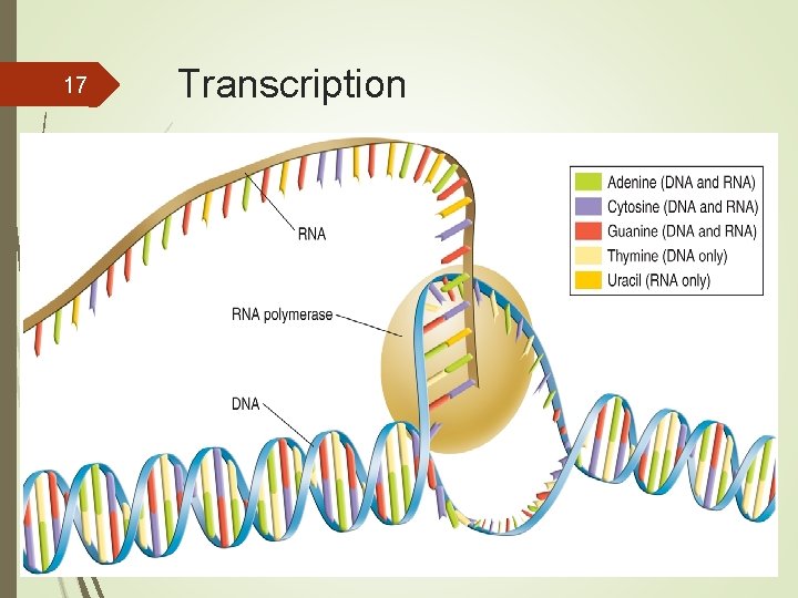 17 Transcription 