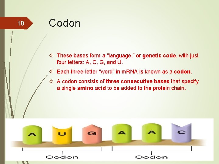 18 Codon These bases form a “language, ” or genetic code, with just four