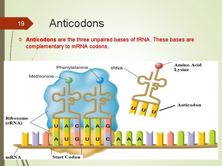 19 Anticodons are three unpaired bases of t. RNA. These bases are complementary to