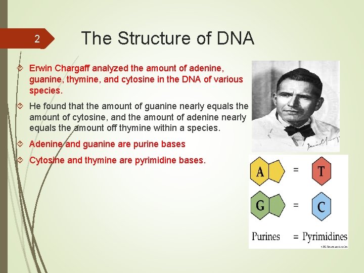 2 The Structure of DNA Erwin Chargaff analyzed the amount of adenine, guanine, thymine,