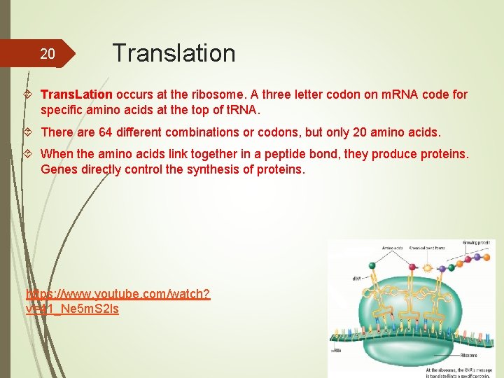 20 Translation Trans. Lation occurs at the ribosome. A three letter codon on m.