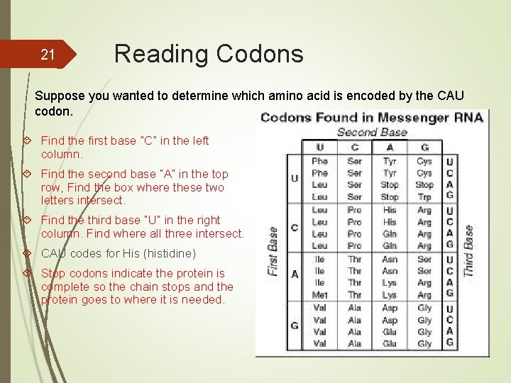 21 Reading Codons Suppose you wanted to determine which amino acid is encoded by