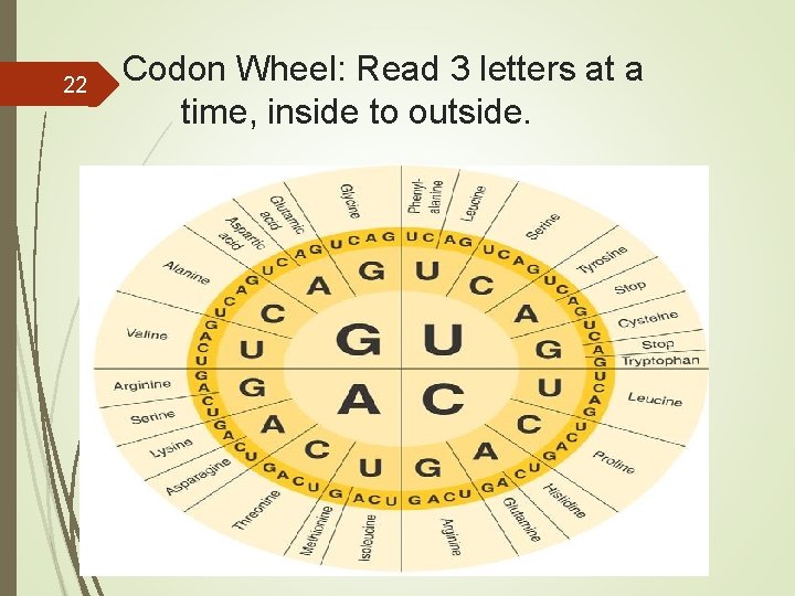  Codon Wheel: Read 3 letters at a 22 time, inside to outside. 
