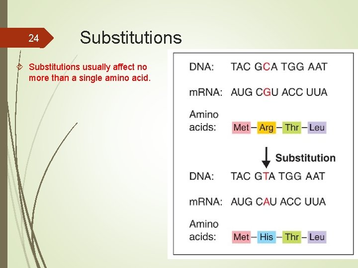 24 Substitutions usually affect no more than a single amino acid. 