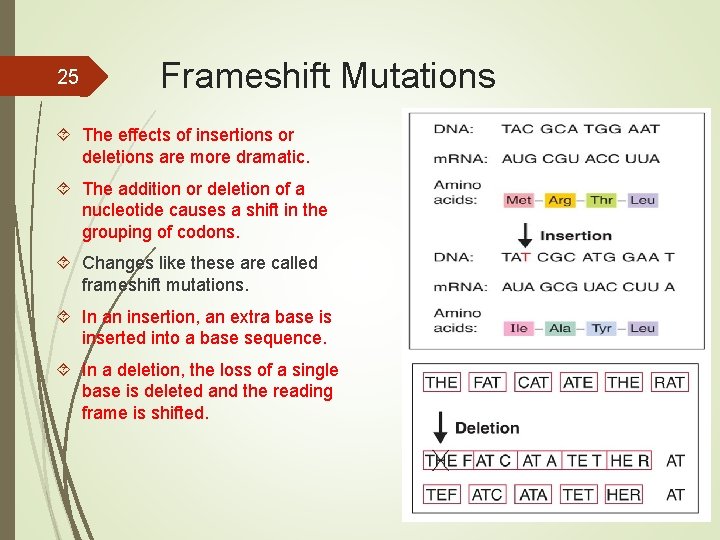 25 Frameshift Mutations The effects of insertions or deletions are more dramatic. The addition