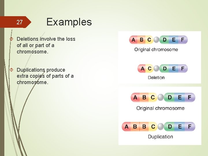27 Examples Deletions involve the loss of all or part of a chromosome. Duplications