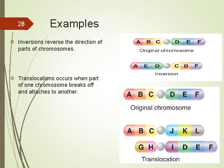 28 Examples Inversions reverse the direction of parts of chromosomes. Translocations occurs when part