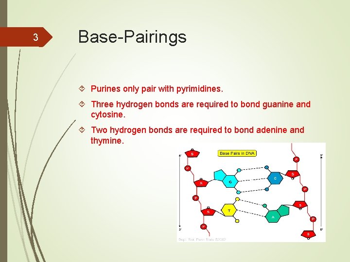3 Base-Pairings Purines only pair with pyrimidines. Three hydrogen bonds are required to bond