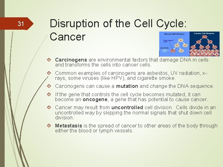 31 Disruption of the Cell Cycle: Cancer Carcinogens are environmental factors that damage DNA