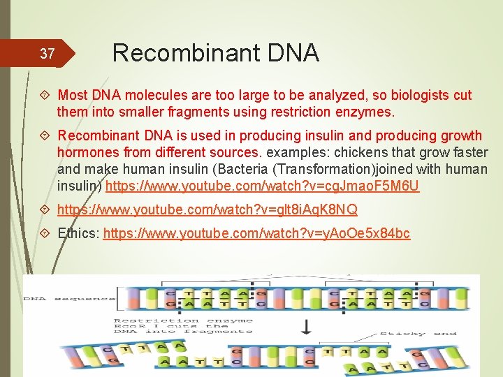 37 Recombinant DNA Most DNA molecules are too large to be analyzed, so biologists