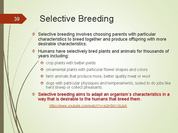 39 Selective Breeding Selective breeding involves choosing parents with particular characteristics to breed together