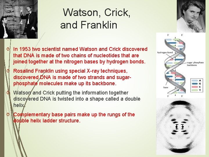 4 Watson, Crick, and Franklin In 1953 two scientist named Watson and Crick discovered