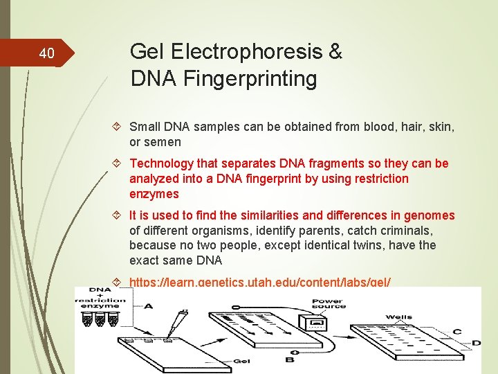 40 Gel Electrophoresis & DNA Fingerprinting Small DNA samples can be obtained from blood,