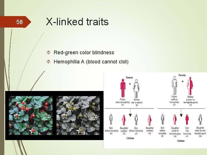 58 X-linked traits Red-green color blindness Hemophilia A (blood cannot clot) 