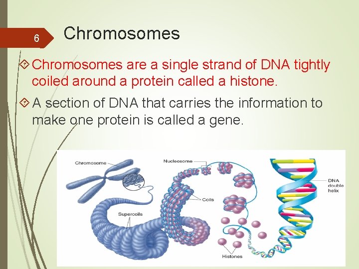 6 Chromosomes are a single strand of DNA tightly coiled around a protein called