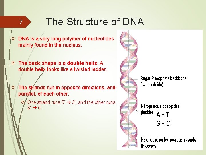 7 The Structure of DNA is a very long polymer of nucleotides mainly found