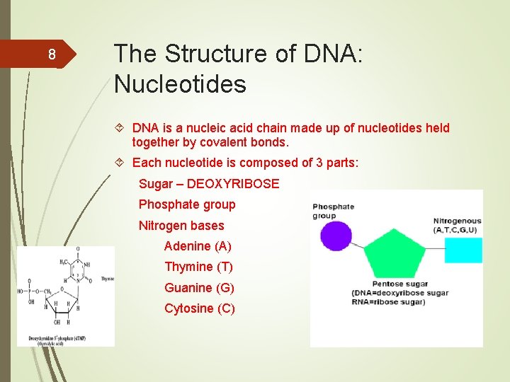 8 The Structure of DNA: Nucleotides DNA is a nucleic acid chain made up