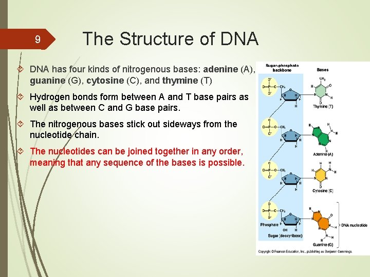 9 The Structure of DNA has four kinds of nitrogenous bases: adenine (A), guanine