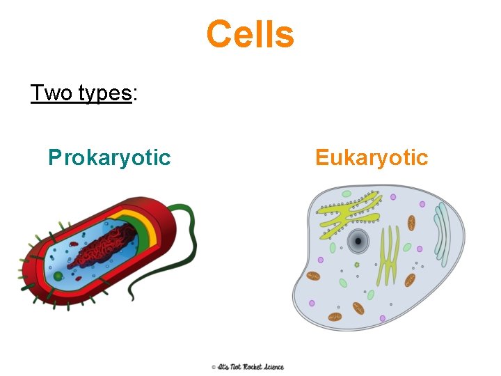 Cells Two types: Prokaryotic Eukaryotic 