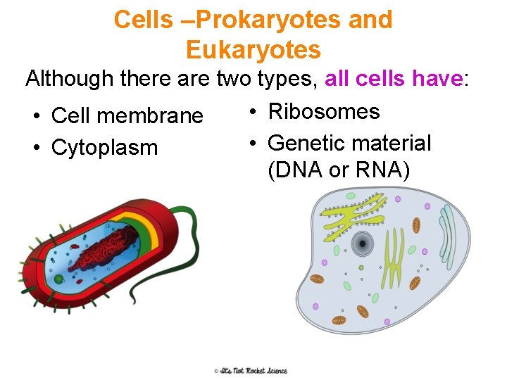 Cells –Prokaryotes and Eukaryotes Although there are two types, all cells have: • Ribosomes