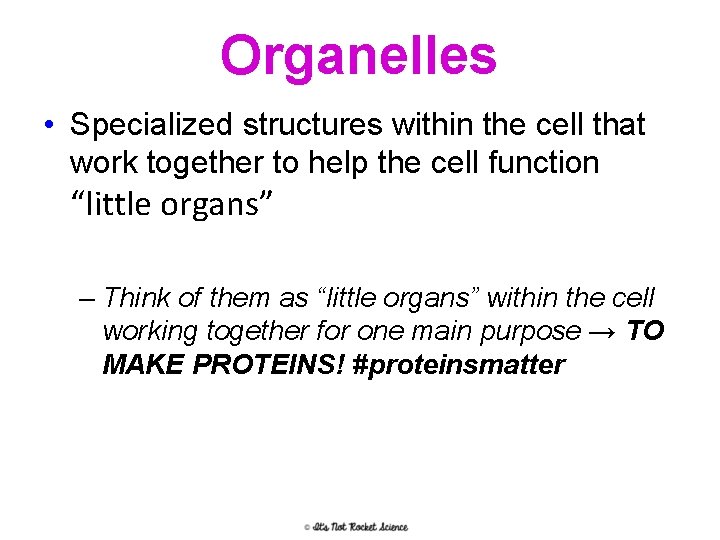 Organelles • Specialized structures within the cell that work together to help the cell