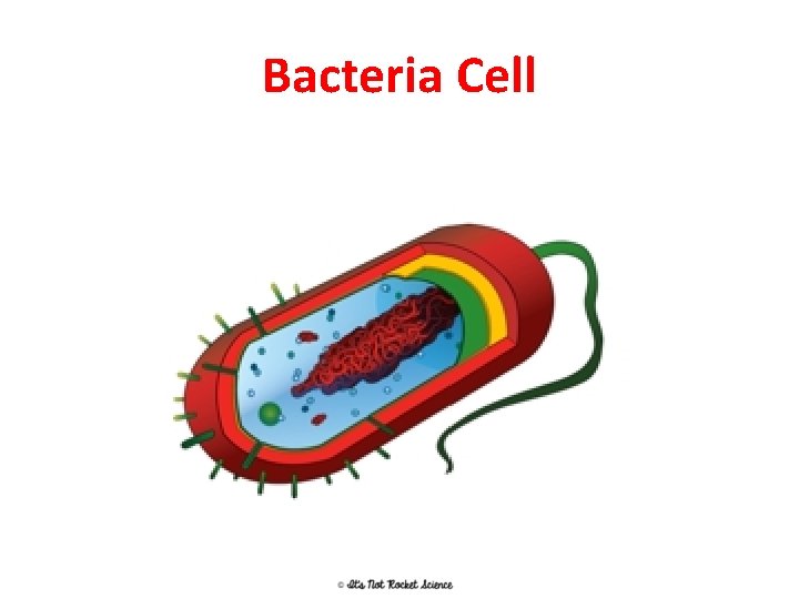Bacteria Cell 