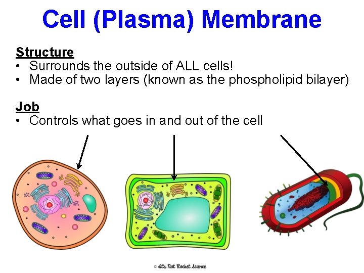 Cell (Plasma) Membrane Structure • Surrounds the outside of ALL cells! • Made of