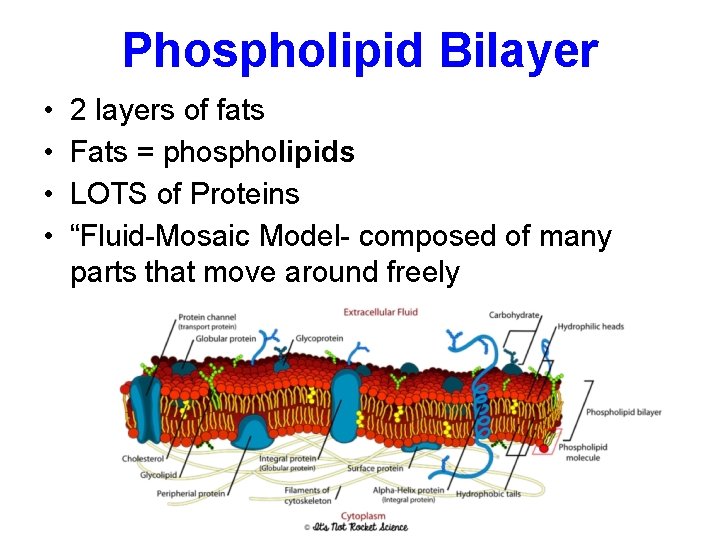 Phospholipid Bilayer • • 2 layers of fats Fats = phospholipids LOTS of Proteins