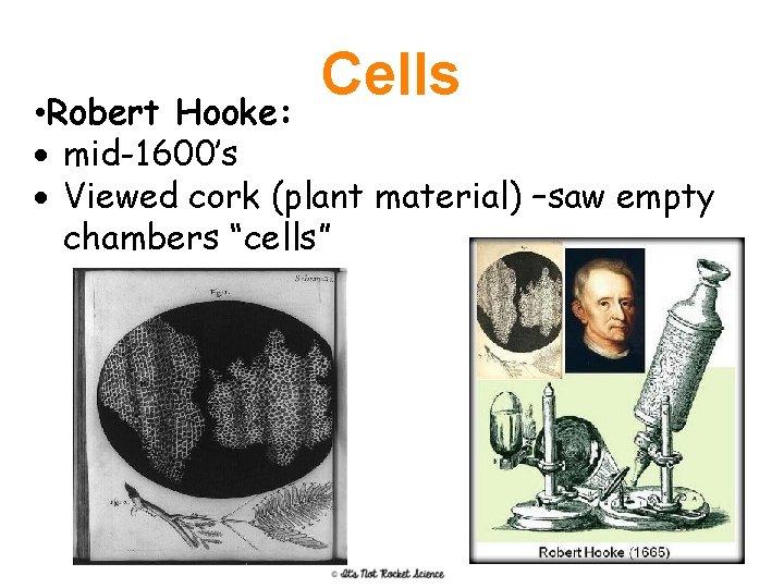 Cells • Robert Hooke: mid-1600’s Viewed cork (plant material) –saw empty chambers “cells” 