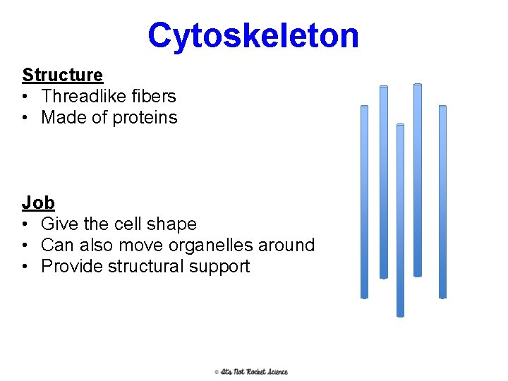 Cytoskeleton Structure • Threadlike fibers • Made of proteins Job • Give the cell