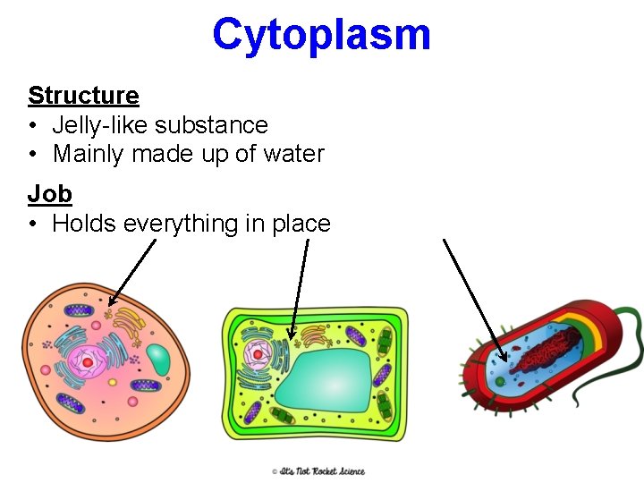 Cytoplasm Structure • Jelly-like substance • Mainly made up of water Job • Holds