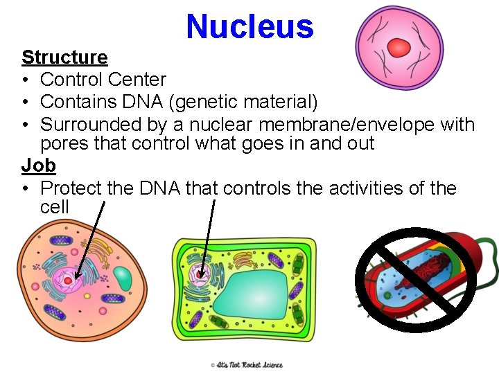 Nucleus Structure • Control Center • Contains DNA (genetic material) • Surrounded by a