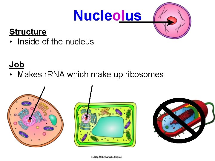 Nucleolus Structure • Inside of the nucleus Job • Makes r. RNA which make