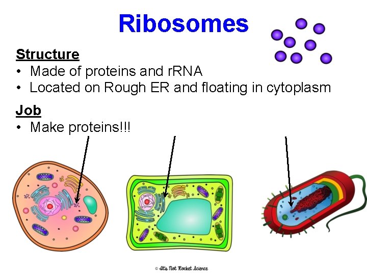 Ribosomes Structure • Made of proteins and r. RNA • Located on Rough ER