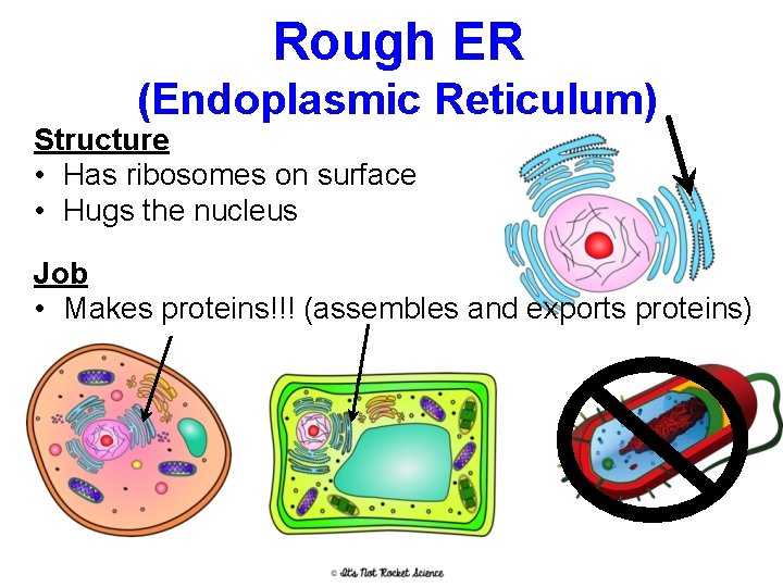 Rough ER (Endoplasmic Reticulum) Structure • Has ribosomes on surface • Hugs the nucleus
