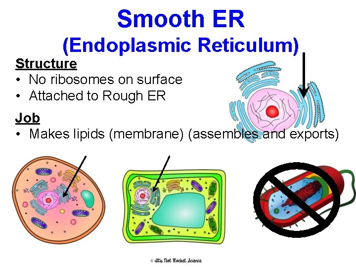 Smooth ER (Endoplasmic Reticulum) Structure • No ribosomes on surface • Attached to Rough