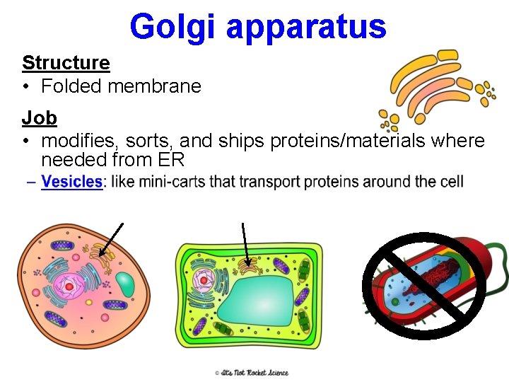 Golgi apparatus Structure • Folded membrane Job • modifies, sorts, and ships proteins/materials where