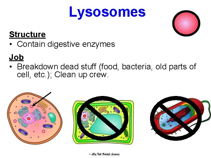 Lysosomes Structure • Contain digestive enzymes Job • Breakdown dead stuff (food, bacteria, old