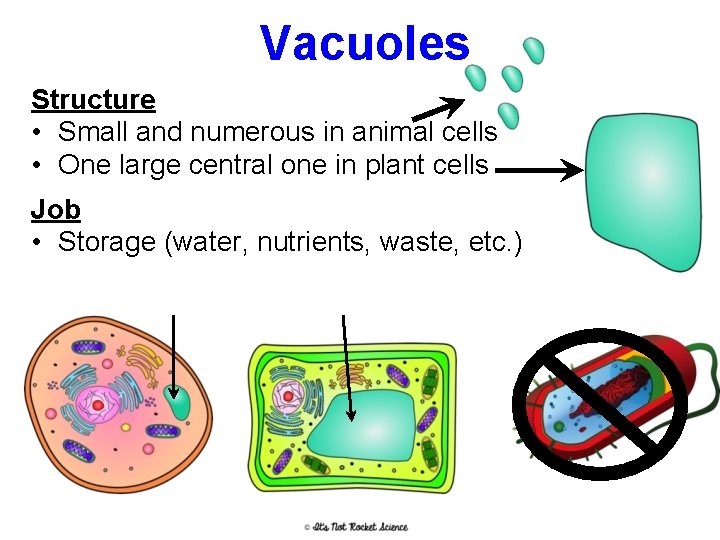 Vacuoles Structure • Small and numerous in animal cells • One large central one